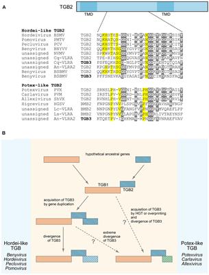 Non-replicative Integral Membrane Proteins Encoded by Plant Alpha-Like Viruses: Emergence of Diverse Orphan ORFs and Movement Protein Genes